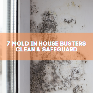 7 mold in house busters Clean & safeguard