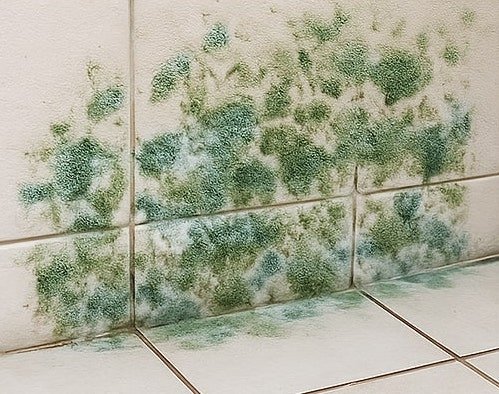 Trichoderma