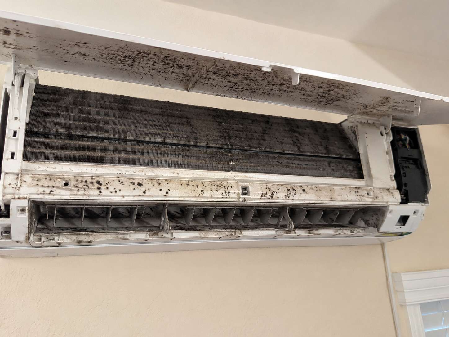 Mold growth inside air conditioning
