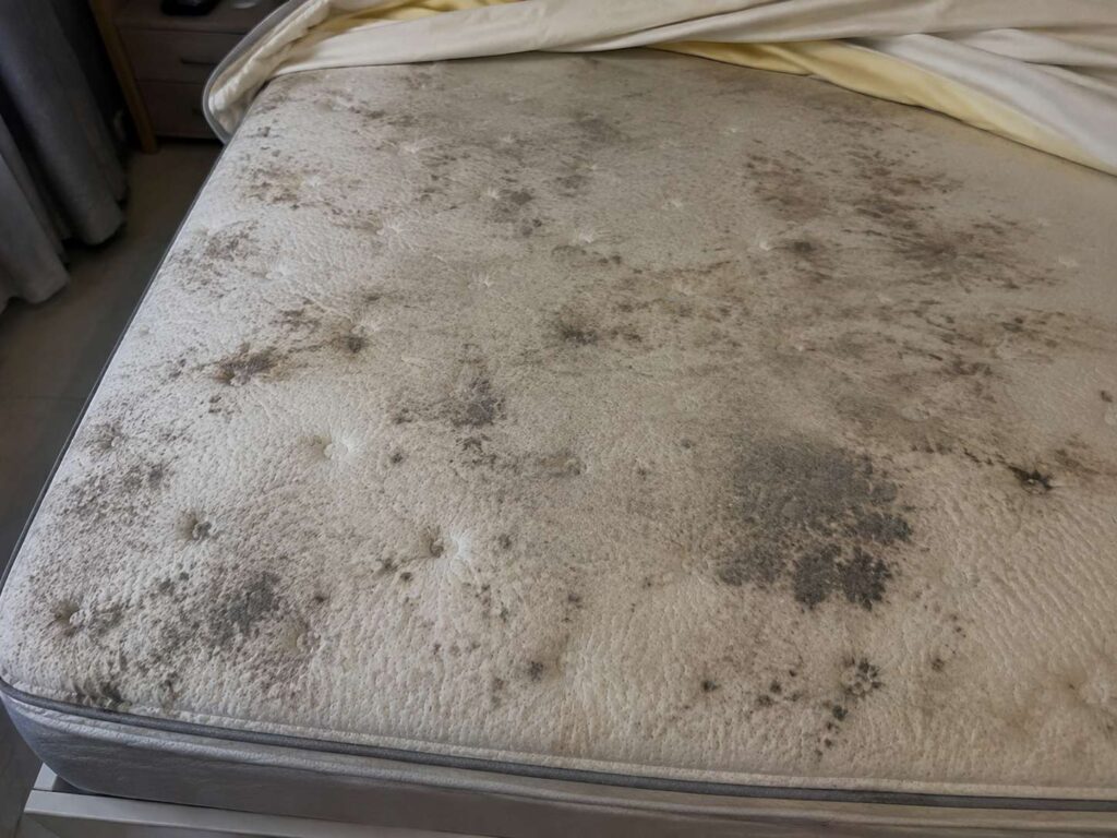 Signs of mold infestation on memory foam mattress