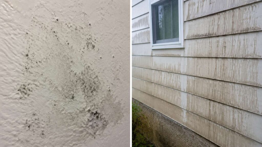 A close up photo of mold growth on drywall on the left and dirty rain spots on wall exterior of a home