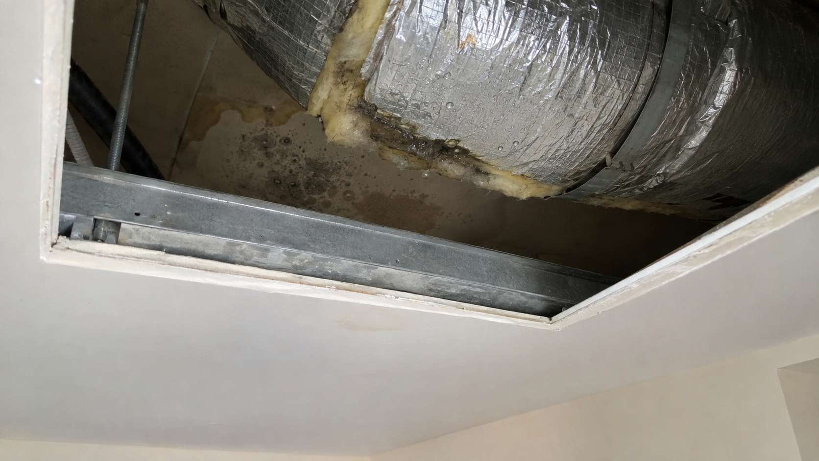 Damp AC duct insulation above a ceiling with localized hidden mold and condensation damage.