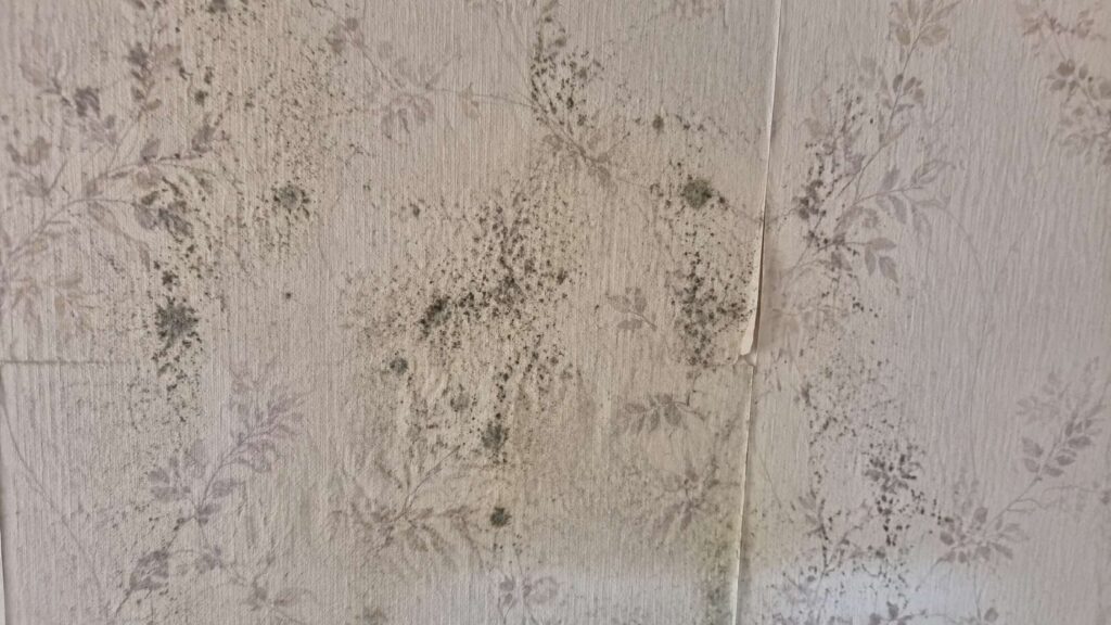Mold growth on wallpaper