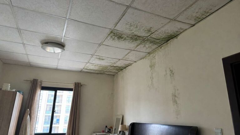 Why mold in house means a moisture problem