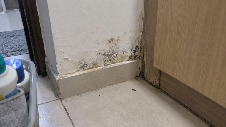 Moisture-loving pests appearing near localized mold and dampness in a UAE home
