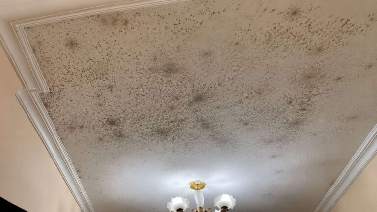 Which mold cleaning Abu Dhabi can clean this moldy ceiling better