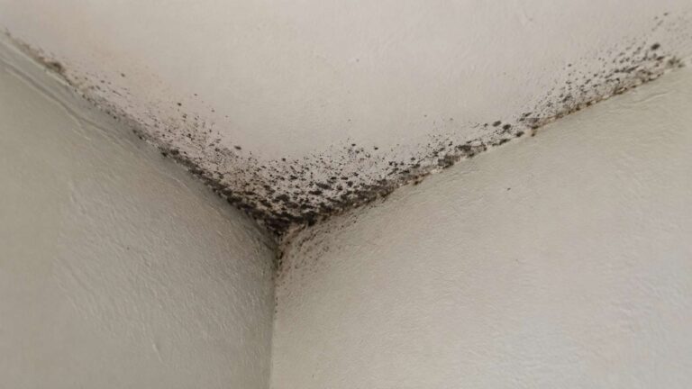 is black mold dangerous, you can see here