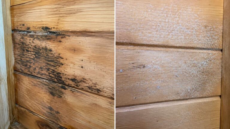 Black mold vs mildew on wood walls