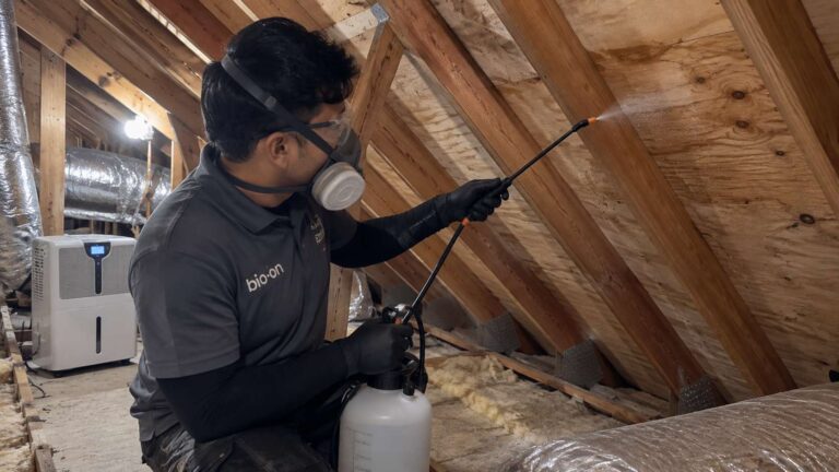 Technician applying a follow-up mold prevention treatment to cleaned attic wood framing.